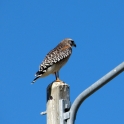 Hawk on a street lamp